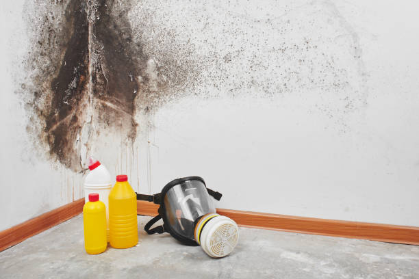 Best Fast Mold Removal  in Driggs, ID