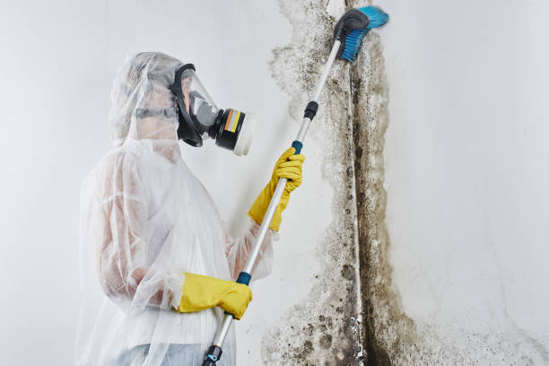 Best Mold Removal and Inspection  in Driggs, ID