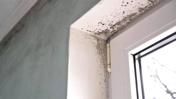 Best Affordable Mold Removal  in Driggs, ID