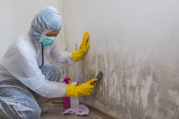 Best Commercial Mold Removal  in Driggs, ID