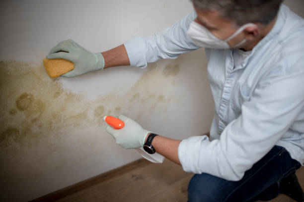 Best Crawl Space Mold Removal  in Driggs, ID