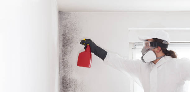 Best Attic Mold Removal  in Driggs, ID