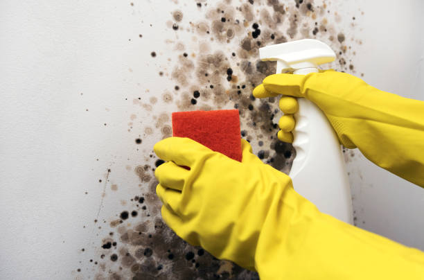 Best Mold Damage Repair  in Driggs, ID