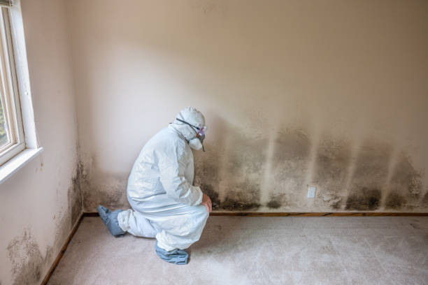 Mold Removal and Inspection in Driggs, ID
