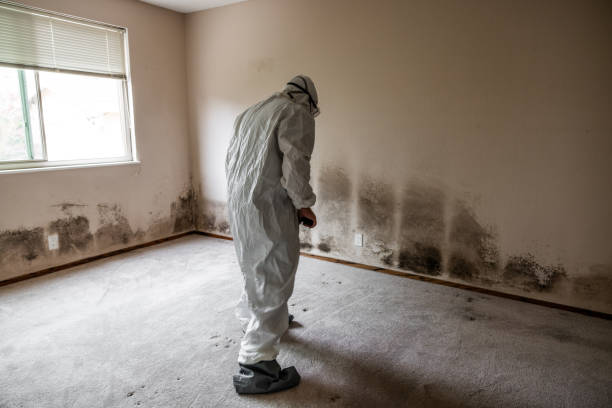 Best Home Mold Removal  in Driggs, ID
