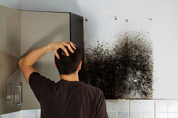 Best Mold Remediation  in Driggs, ID