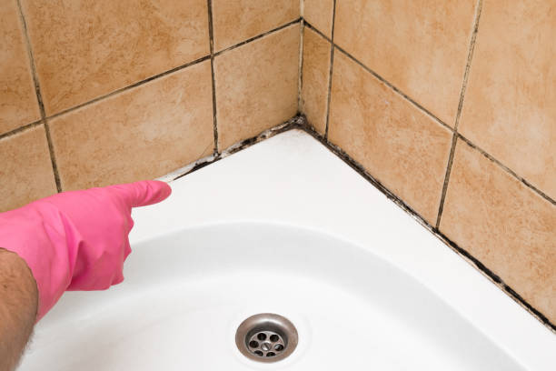 Best Professional Mold Removal  in Driggs, ID